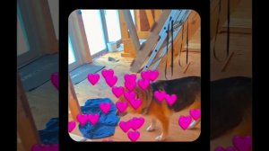 1000055309.mp4 (Собака наблюдает за устройством лестницы на 2-ой этаж в доме А-фрейм)