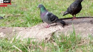 Альметьевцам рассказали о последствиях оставления еды для животных во дворах