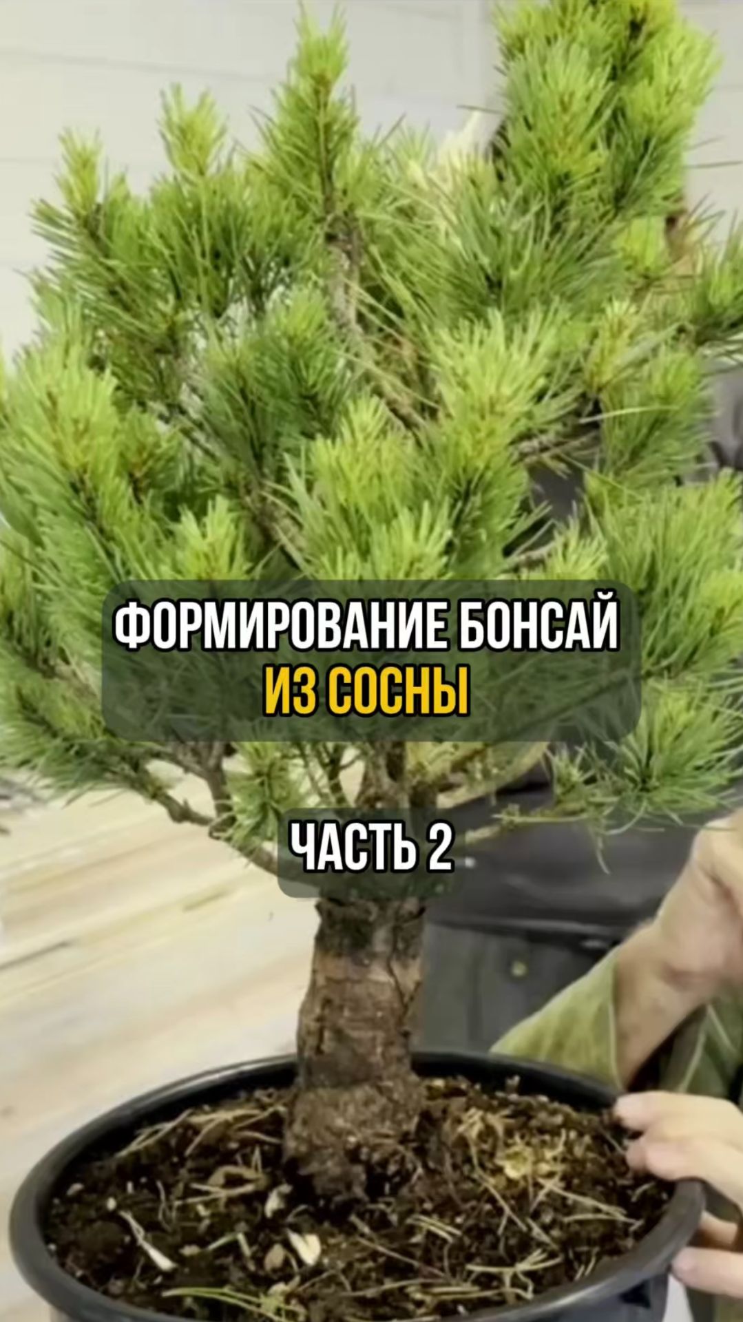 Формирование бонсай из сосны. Часть 2