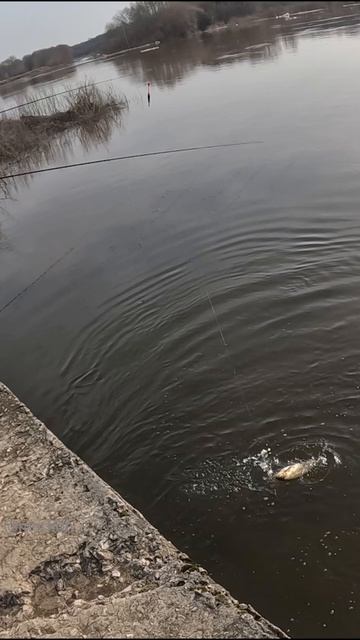 ВОТ он ЯЗЬ. Рыбалка на поплавок