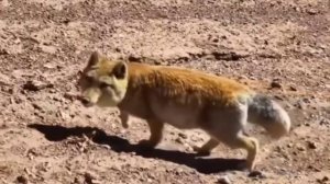 Реальный размер тибетской лисы