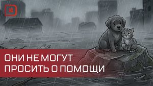 Ветеринар Анастасия Бондаренко помогает животным в Дагестане