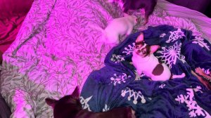 Всем наидобрейшего утречка и чудесного начала дня.