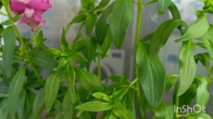 Мой домашний огород