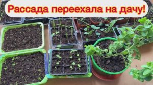 Рассада переехала на дачу 05.04.26
