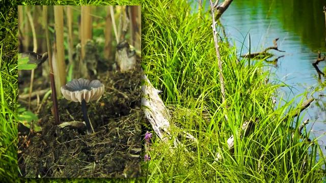 Практика природных путешествий. Лупишкинское болото