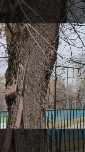 Дятел. Просто дятел..