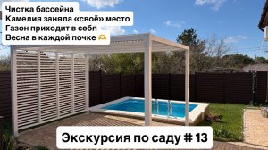 Экскурсия по саду # 13.Почистил бассейн, переставил Камелию на постоянное место,газон оживает.Весна