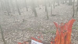 Скока скока пеньков ?