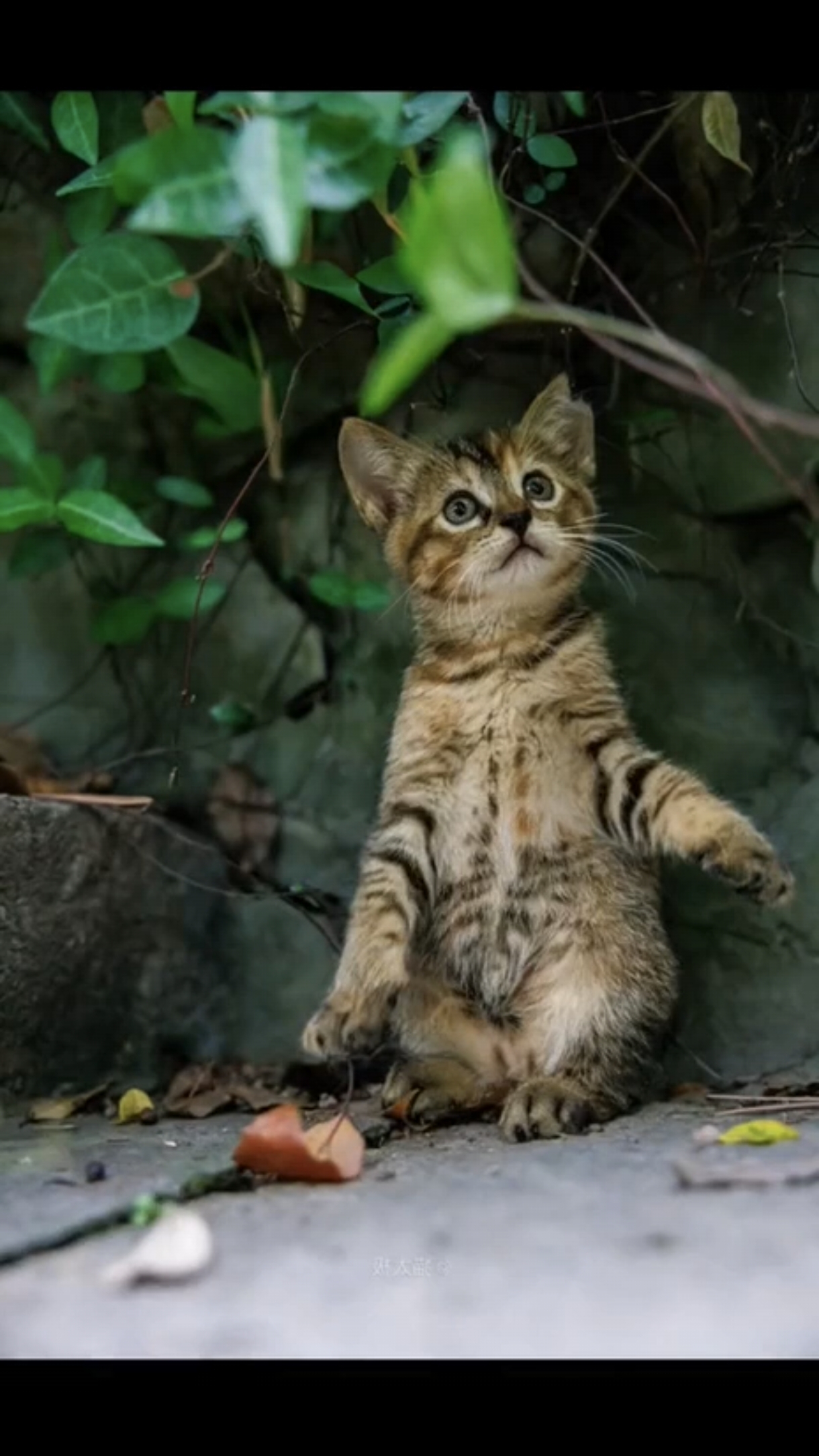 Котомодель 📷