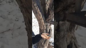 День птиц (4б класс (2))