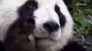 Животные Евразии