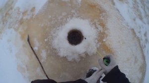 Окунь на мормышку в декабре Рыбалка на Северной Двине и в затоне СРЗ