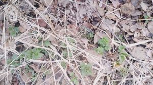 «Бобровый остров: жизнь удивительных грызунов»