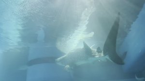 Китовая акула в океанариуме Осаки