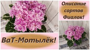 Описание сортов Фиалок! ВаТ-Мотылёк!