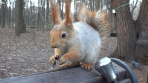 О Копии Копии