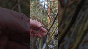 обрезка яблони в лесу 

Химки Подмосковье 
байки слепого садовника