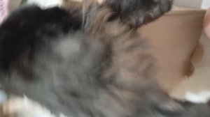 у сердца мелкий з*******