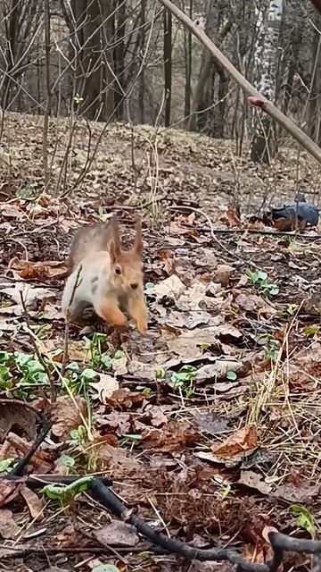 Белка ест семечки и орешки которые находятся в дупле
