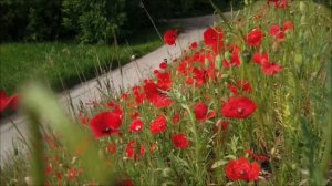 Сожгите лавровый лист 8 апреля. Ваши враги получат по заслугам.