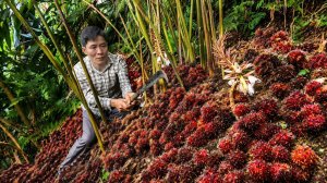 Нашел и собрал неизвестные лесные плоды высоко в горах и продал их. Прополка огорода. Вьетнам