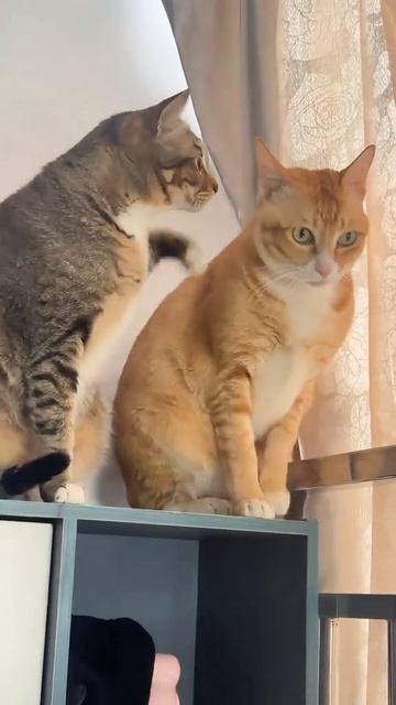 кошки выясняют отношения