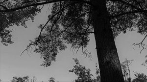 5+ Русская сказка "Девочка и лиса"