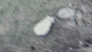 КОШКА  💥НЕ МОЖЕТ ОТОРВАТЬСЯ ОТ КОРМУШКИ 💥   ПОДПИШИСЬ💯