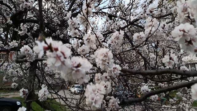 Абрикос цветёт 🌸🌸🌸