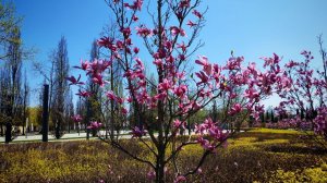 Парк Галицкого - цветение магнолий.