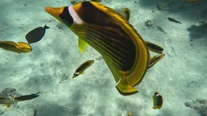 Танцующие малыши рыбы-бабочки аурига