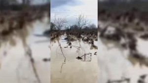 Куренков: в Дагестане ввели режим ЧС регионального характера.