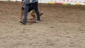 МОЛОДЫЕ СУКИ / КЧК ВОЛОГДА 4 апреля`26 А.Буйнова Моно немецких овчарок