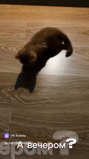 Важные дела