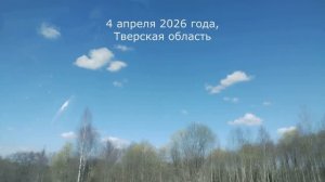 4 апреля 2026 года что на даче, первоцветы. #надаче, #первоцветы, #печеночница, #морозники#