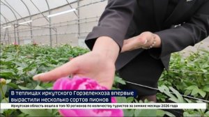 Тысячи нежных бутонов — как результат эксперимента. В Иркутском горзеленхозе впервые цветут пионы