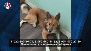 Подопечный Первоуральского Приюта ищет дом!