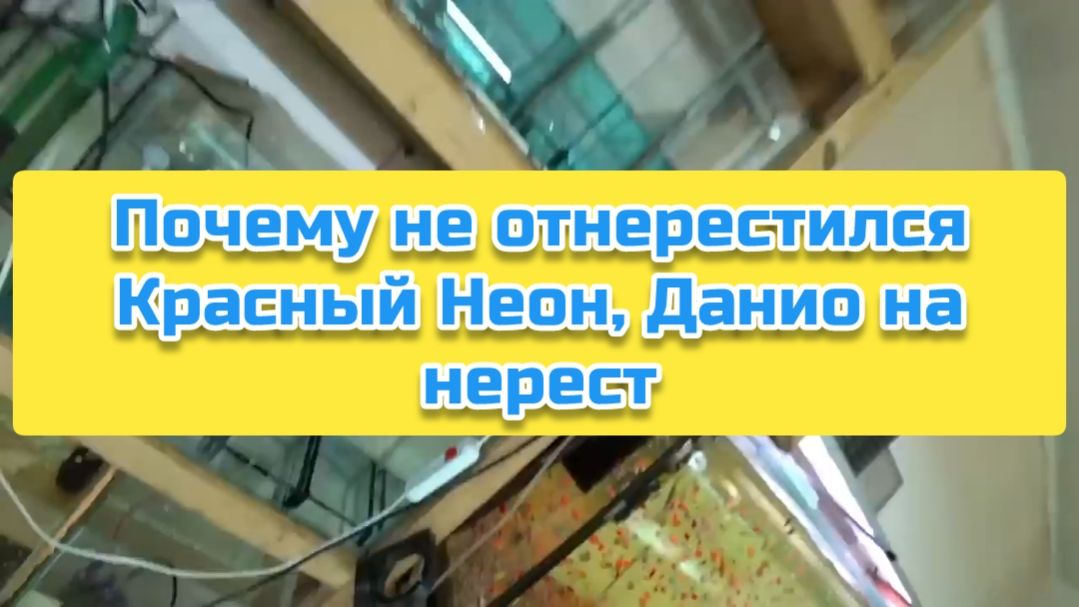 Почему не отнерестился Красный Неон, Данио на нерест