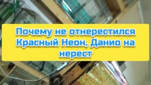 Почему не отнерестился Красный Неон, Данио на нерест