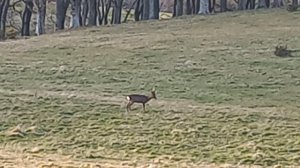 Roe Deer in the Wild