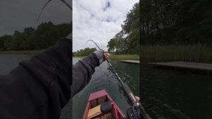 Щука монстр летом на воблеры