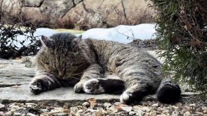 ДНЕВНИК лесного кота БАРСИКА «Апрельское утро!»  - 6.04.2026