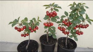 Карликовая вишня для балкона Хартланд Ростов-на-Дону | Маленькие Сады