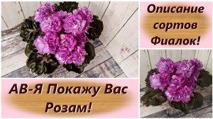 Описание сортов Фиалок! АВ-Я Покажу Вас Розам!