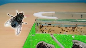 Смогут ли Муравьи поймать Муху?