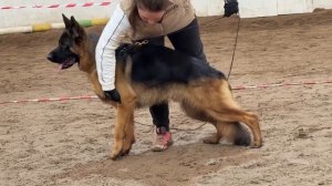 1 Оч/хор ЮКЧК ZLATKO Team Carrera №5 / КЧК ВОЛОГДА 4 апреля`26 А.Буйнова Моно немецких овчарок