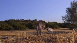 Кто жил на Земле после вымирания динозавров