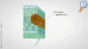 Передвижение веществ у растений 6 класс