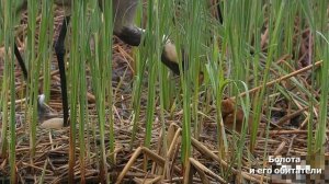 Обитатели болот